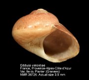 Gibbula vimontiae (2)